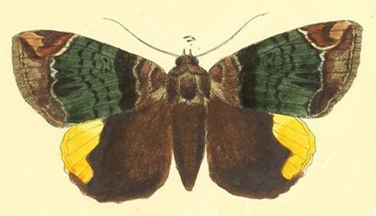 /filer/webapps/moths/media/images/R/radama_Achaea_HT_Felder_116_17.jpg