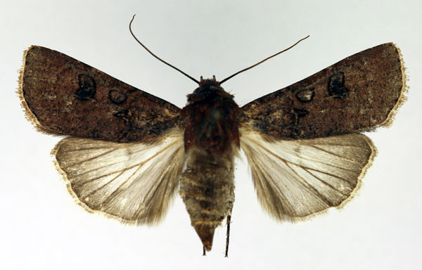 /filer/webapps/moths/media/images/R/radama_Agrotis_AF_Aulombard.jpg