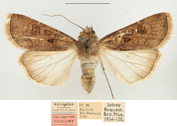 /filer/webapps/moths/media/images/R/radama_Agrotis_AF_BMNH.jpg