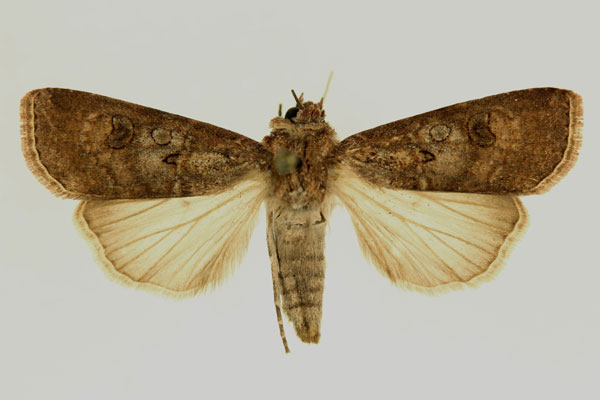 /filer/webapps/moths/media/images/R/radama_Agrotis_AF_RMCA.jpg