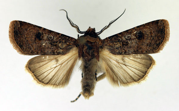 /filer/webapps/moths/media/images/R/radama_Agrotis_AM_Aulombard.jpg
