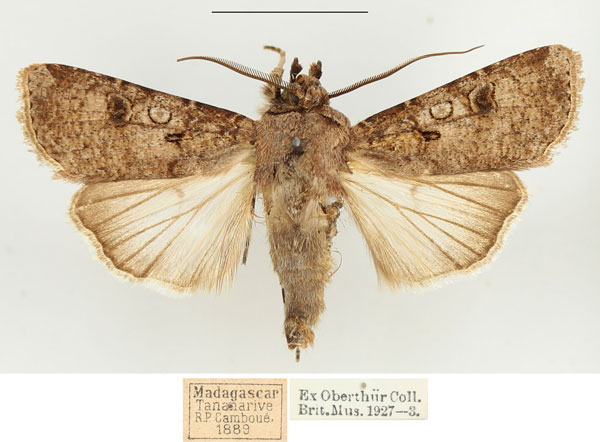/filer/webapps/moths/media/images/R/radama_Agrotis_AM_BMNH.jpg