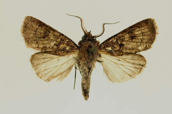 /filer/webapps/moths/media/images/R/radama_Agrotis_AM_RMCA.jpg