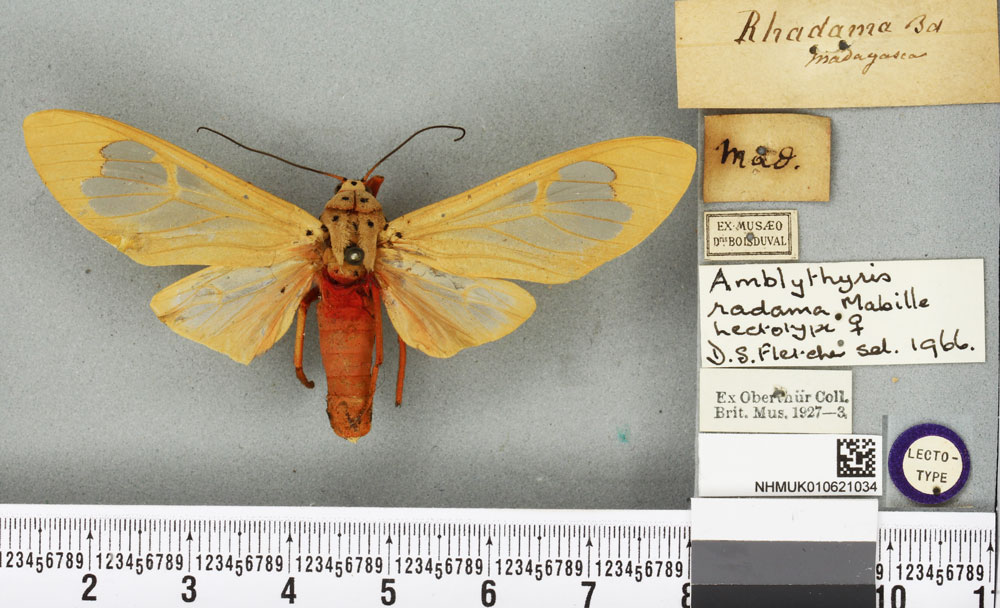 /filer/webapps/moths/media/images/R/radama_Amblythyris_LT_BMNHa.jpg