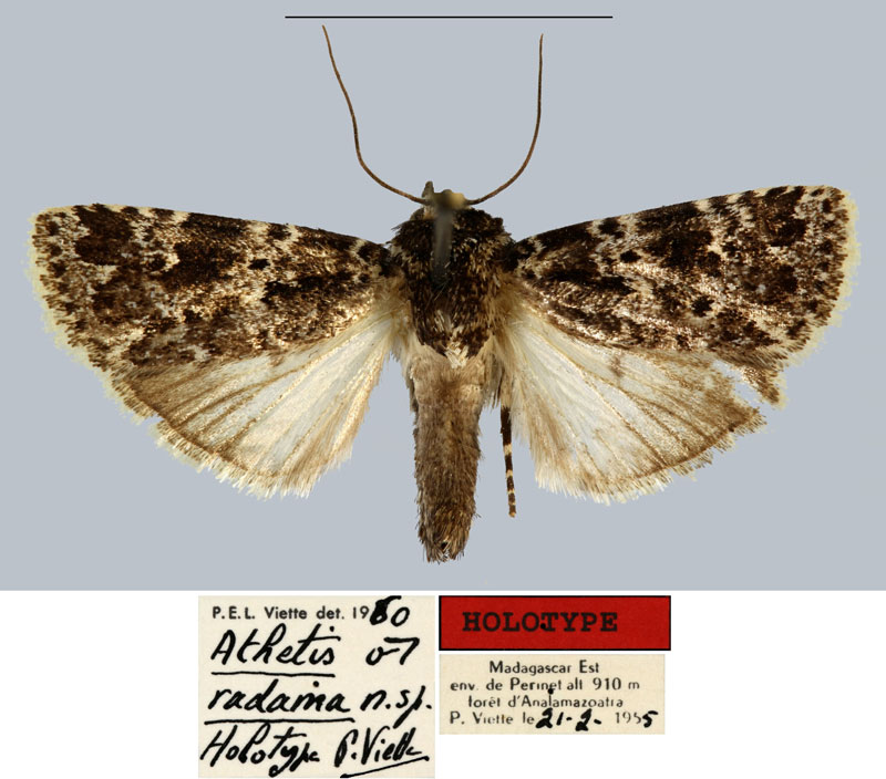 /filer/webapps/moths/media/images/R/radama_Athetis_HT_MNHN.jpg
