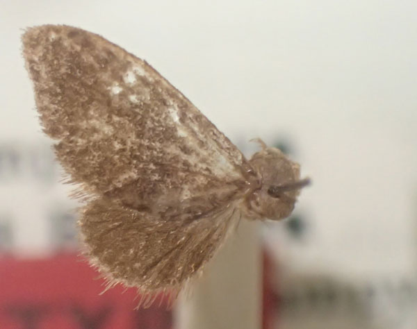 /filer/webapps/moths/media/images/R/radama_Epipyrops_HT_MNHN.jpg