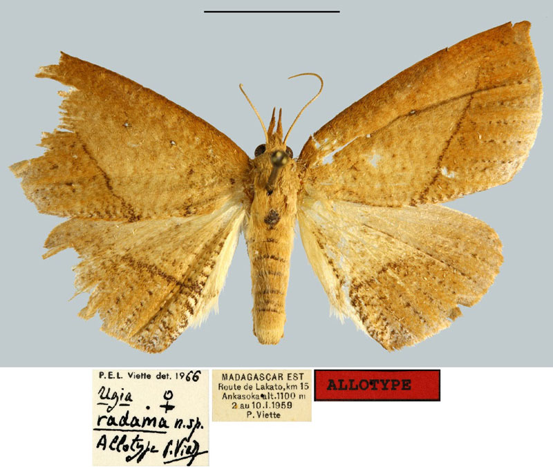 /filer/webapps/moths/media/images/R/radama_Ugia_AT_MNHN.jpg