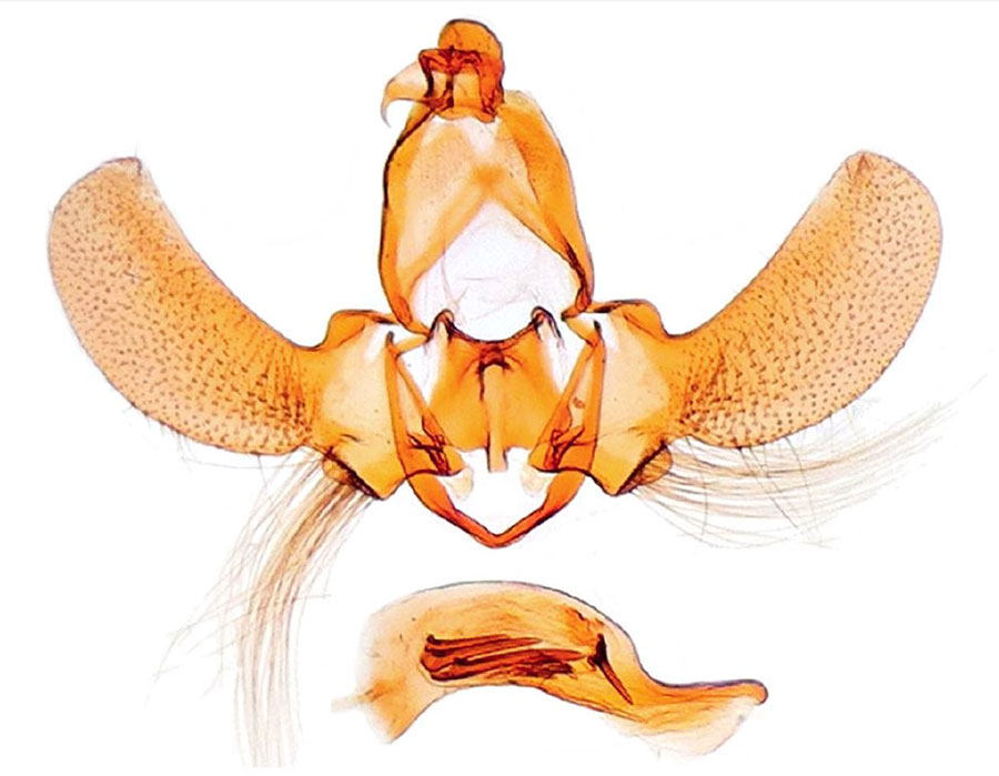 /filer/webapps/moths/media/images/R/radamella_Lecithocera_GMHT_MNHN_4678.jpg