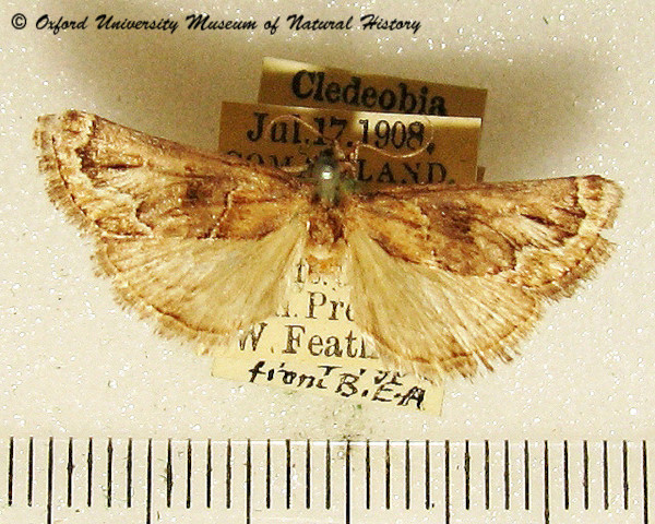 /filer/webapps/moths/media/images/R/radialis_Loryma_A_OUMNH_02.jpg