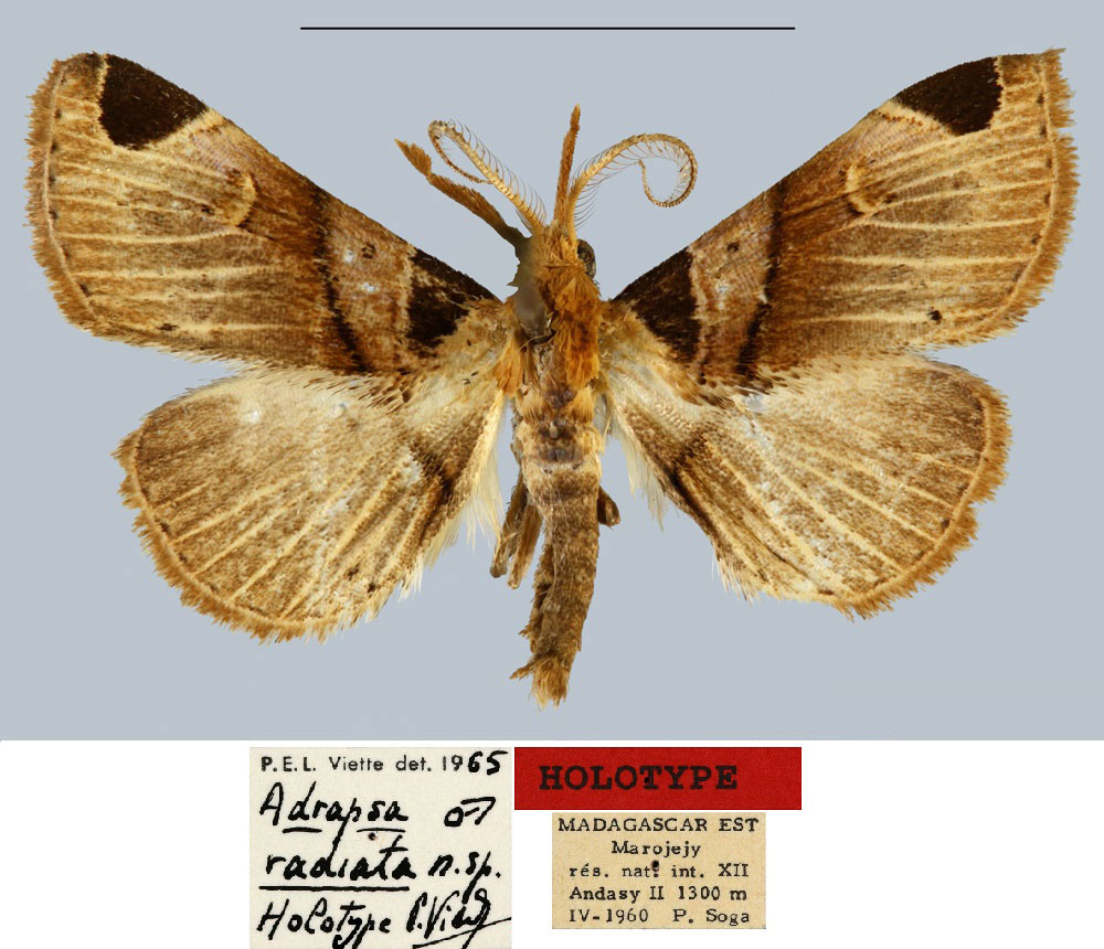 /filer/webapps/moths/media/images/R/radiata_Adrapsa_HT_MNHN.jpg