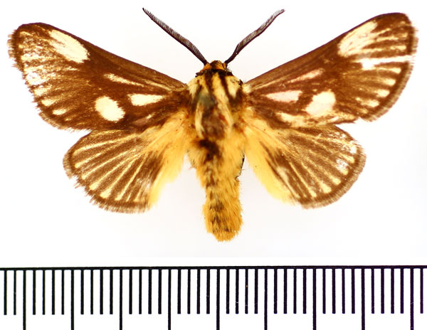 /filer/webapps/moths/media/images/R/radiata_Cosuma_AM_BMNH.jpg