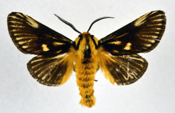 /filer/webapps/moths/media/images/R/radiata_Cosuma_AM_NHMO.jpg