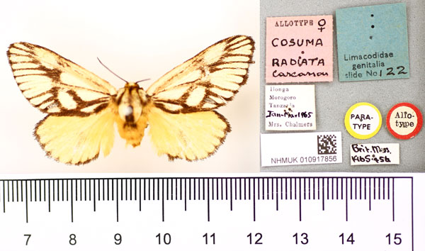 /filer/webapps/moths/media/images/R/radiata_Cosuma_AT_BMNH.jpg