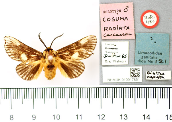 /filer/webapps/moths/media/images/R/radiata_Cosuma_HT_BMNH.jpg