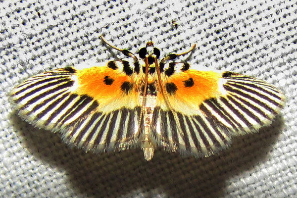 /filer/webapps/moths/media/images/R/radiata_Nevrina_A_Bergsma.jpg