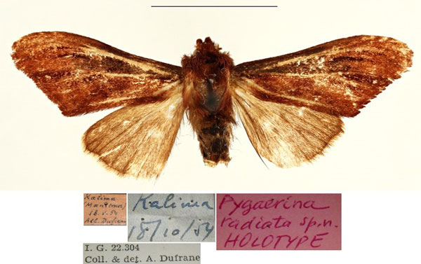 /filer/webapps/moths/media/images/R/radiata_Pygaerina_HT_RBINSa.jpg