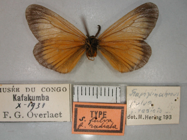 /filer/webapps/moths/media/images/R/radiata_Staphylinochrous_HT_RMCA_02.jpg