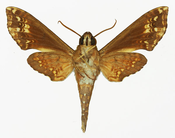 /filer/webapps/moths/media/images/R/radiata_Temnora_AM_Basquin_01b.jpg