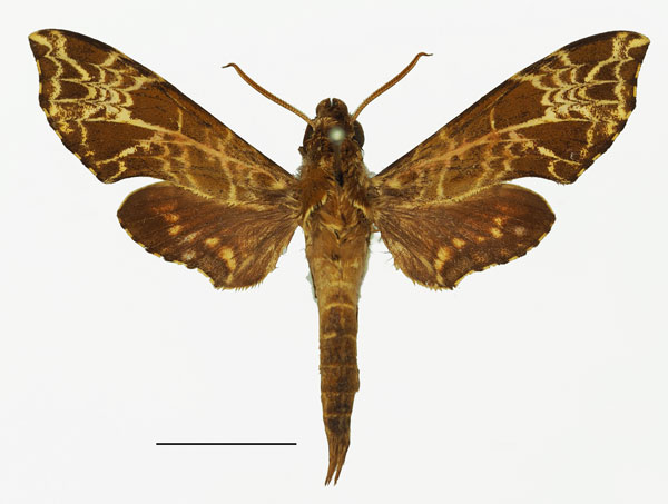 /filer/webapps/moths/media/images/R/radiata_Temnora_AM_Basquin_02.jpg