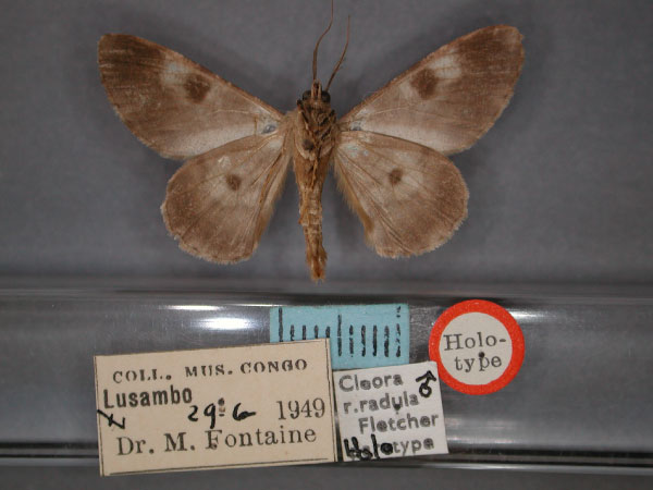 /filer/webapps/moths/media/images/R/radula_Cleora_HT_RMCA_02.jpg