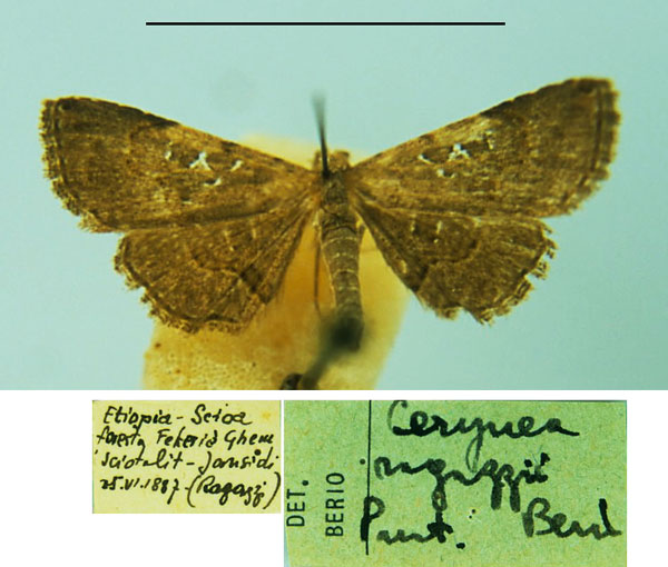 /filer/webapps/moths/media/images/R/ragazzii_Cerynea_PT_MSNM.jpg