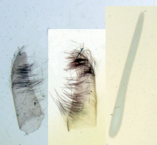 /filer/webapps/moths/media/images/R/ragazzii_Rhesala_GM_MNHN_603.jpg
