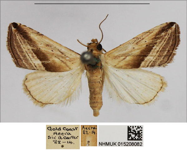 /filer/webapps/moths/media/images/R/ragusana_Eublemma_AF_NHMUK.jpg