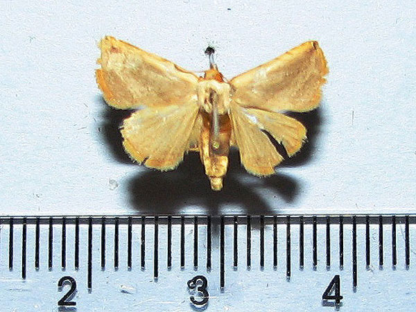 /filer/webapps/moths/media/images/R/ragusana_Eublemma_A_Goff.jpg