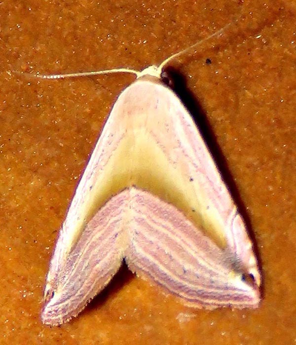 /filer/webapps/moths/media/images/R/ragusana_Honeyania_A_Braun_08.jpg
