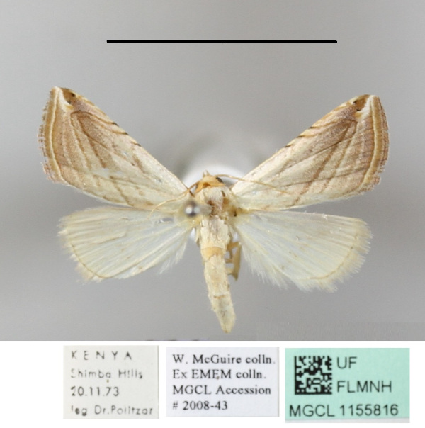 /filer/webapps/moths/media/images/R/ragusana_Honeyiana_A_MGCLa_01.jpg