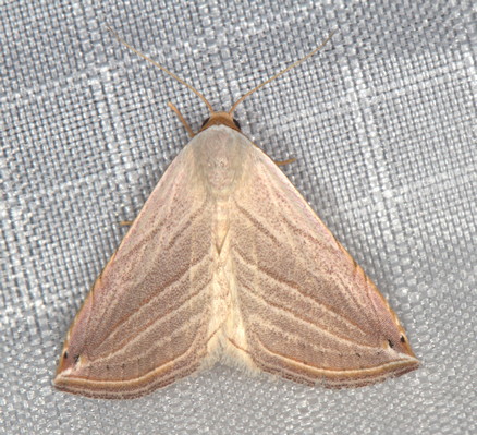 /filer/webapps/moths/media/images/R/ragusania_Honeyana_A_Heyns_01.jpg