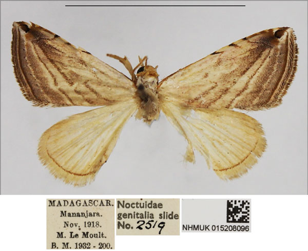 /filer/webapps/moths/media/images/R/ragusanoides_Eublemma_AM_NHMUK.jpg