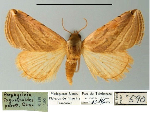 /filer/webapps/moths/media/images/R/ragusanoides_Porphyrinia_PT_MSNM.jpg