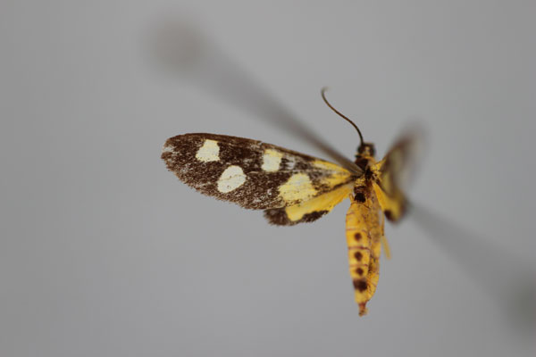 /filer/webapps/moths/media/images/R/raharizonina_Thyrosticta_PT_BMNH.jpg