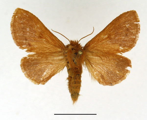 /filer/webapps/moths/media/images/R/raharizoninai_Acosmetoptera_AF_Basquin.jpg