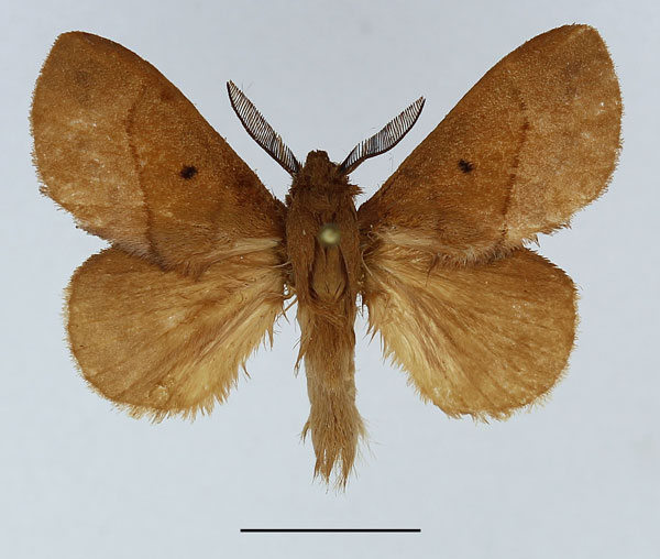 /filer/webapps/moths/media/images/R/raharizoninai_Acosmetoptera_AM_Basquin_02.jpg