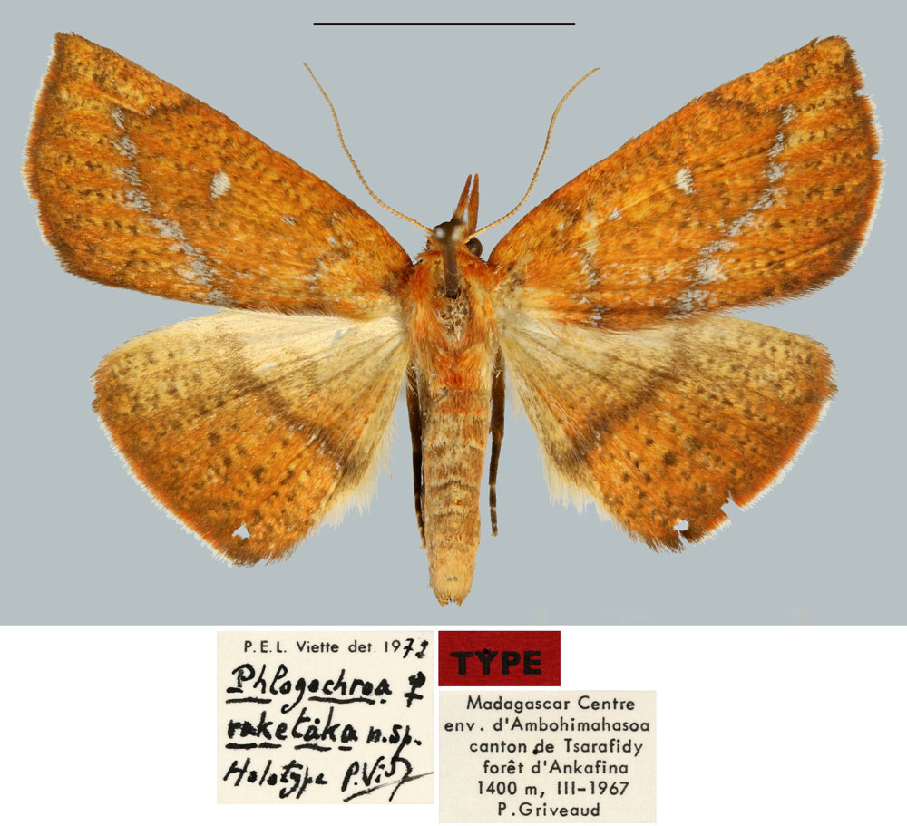 /filer/webapps/moths/media/images/R/raketaka_Phlogochroa_HT_MNHN.jpg