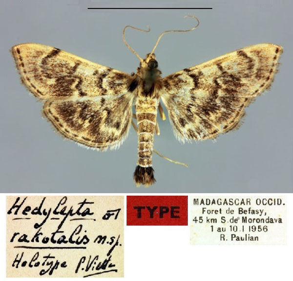 /filer/webapps/moths/media/images/R/rakotalis_Hedylepta_HT_MNHN.jpg