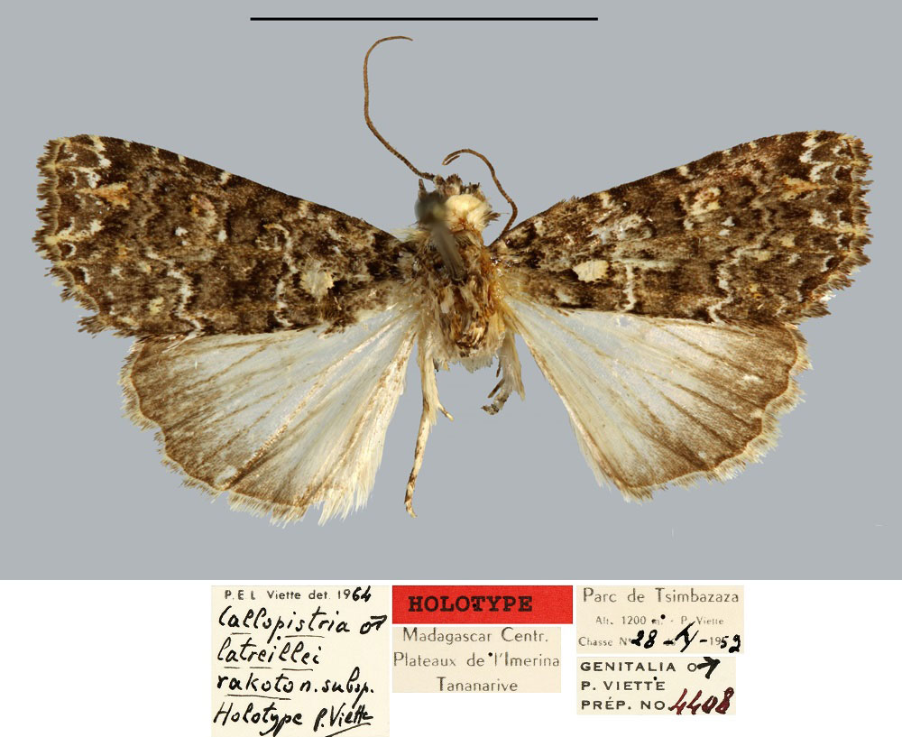 /filer/webapps/moths/media/images/R/rakoto_Callopistria_HT_MNHN.jpg