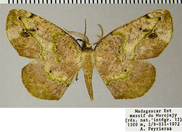 /filer/webapps/moths/media/images/R/rakotobe_Drepanogynis_AM_ZSMa.jpg
