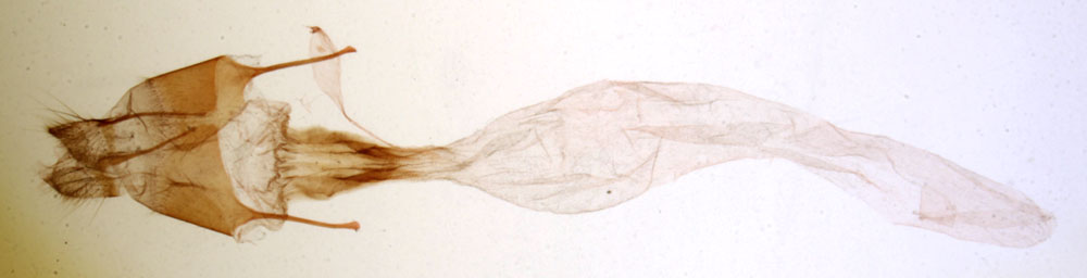 /filer/webapps/moths/media/images/R/ralambo_Hyperlopha_GFHT_MNHN_4808.jpg