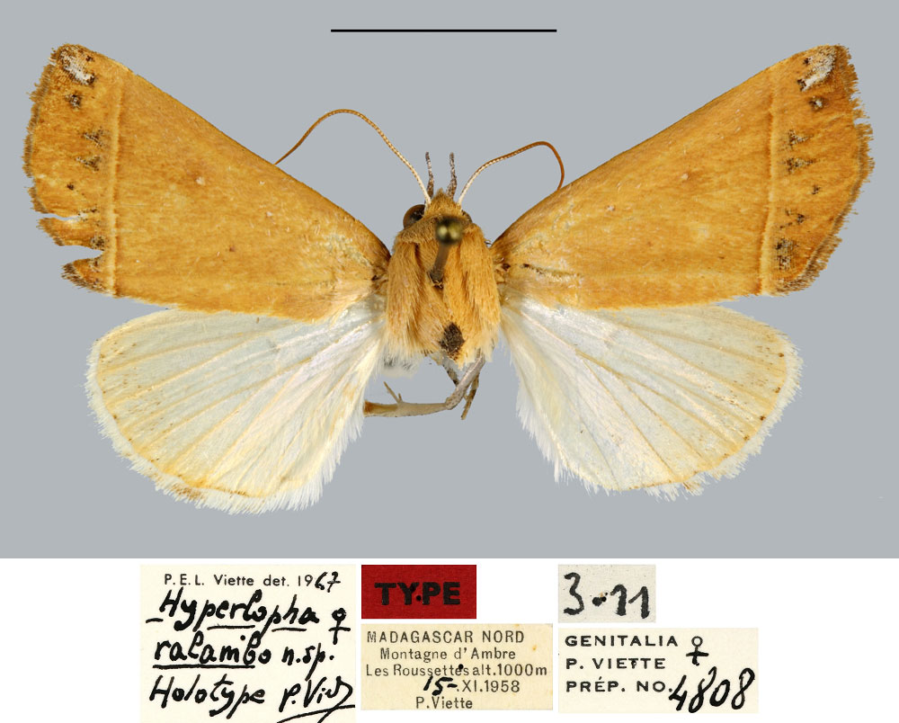 /filer/webapps/moths/media/images/R/ralambo_Hyperlopha_HT_MNHN.jpg