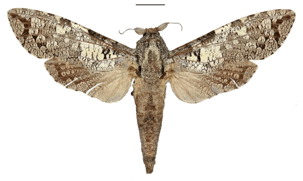 /filer/webapps/moths/media/images/R/ralffiebigi_Strigocossus_HT_ZSM.jpg