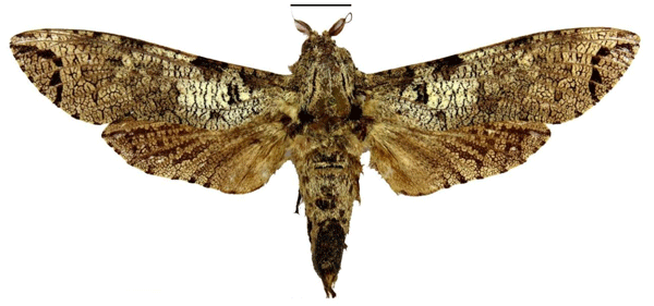 /filer/webapps/moths/media/images/R/ralffiebigi_Strigocossus_PT_RMCA.jpg