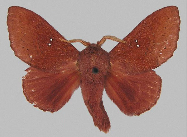 /filer/webapps/moths/media/images/R/ralphyi_Chryseacampa_HT_NHMUK.jpg