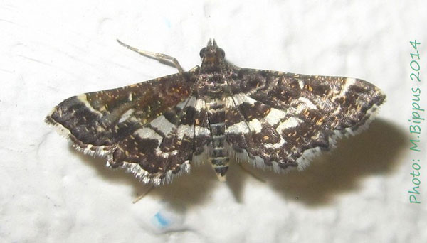 /filer/webapps/moths/media/images/R/ramburialis_Diasemiopsis_A_Bippus.jpg