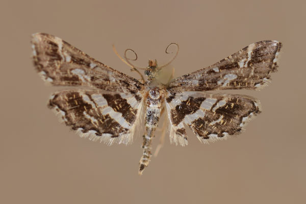 /filer/webapps/moths/media/images/R/ramburialis_Diasemiopsis_A_Butler.jpg