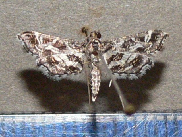 /filer/webapps/moths/media/images/R/ramburialis_Diasemiopsis_A_Goffa_01.jpg