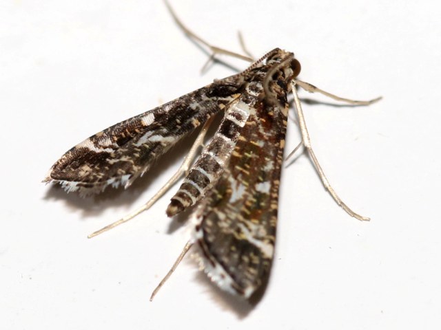 /filer/webapps/moths/media/images/R/ramburialis_Diasemiopsis_A_Grimm.jpg