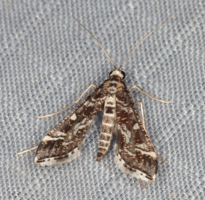 /filer/webapps/moths/media/images/R/ramburialis_Diasemiopsis_A_Heyns_01.JPG